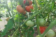 Tomates