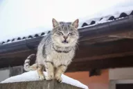 Gato