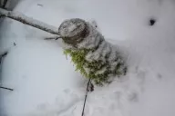 Arbres à neige