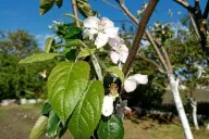 Apple Tree Flower