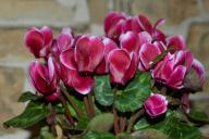 Cyclamen