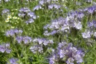 Phacelia