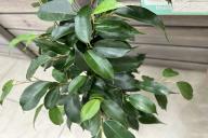 ficus