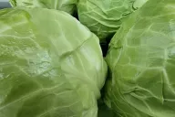 Cabbage