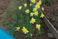 Narcisos