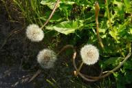 dandelions