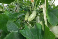 Cucumbers