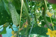 Cucumbers