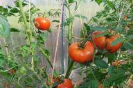 Tomates