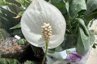 spathiphyllum