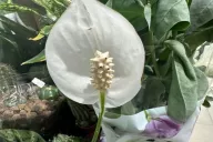 Spathiphyllum