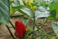 Paprika