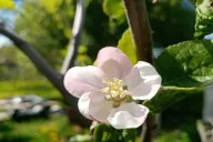 Apple Tree Flower