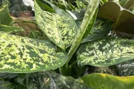 Dieffenbachia