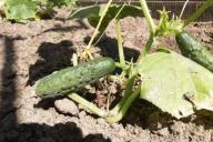 cucumbers