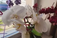 Orchidées