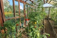 plantando tomates