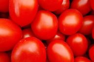 tomates