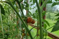 Tomatoes